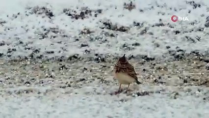 Tepeli toygarların karla zorlu sınavı