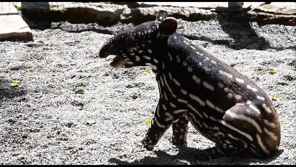 In Spagna si festeggia l'arrivo di un raro baby tapiro malese