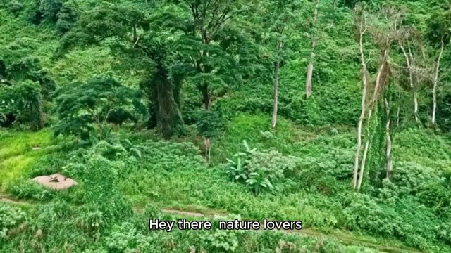 Why Elephants are important for jungle_ 🐘#adventurezone #nature #wildlife #jungle #animals #elephant