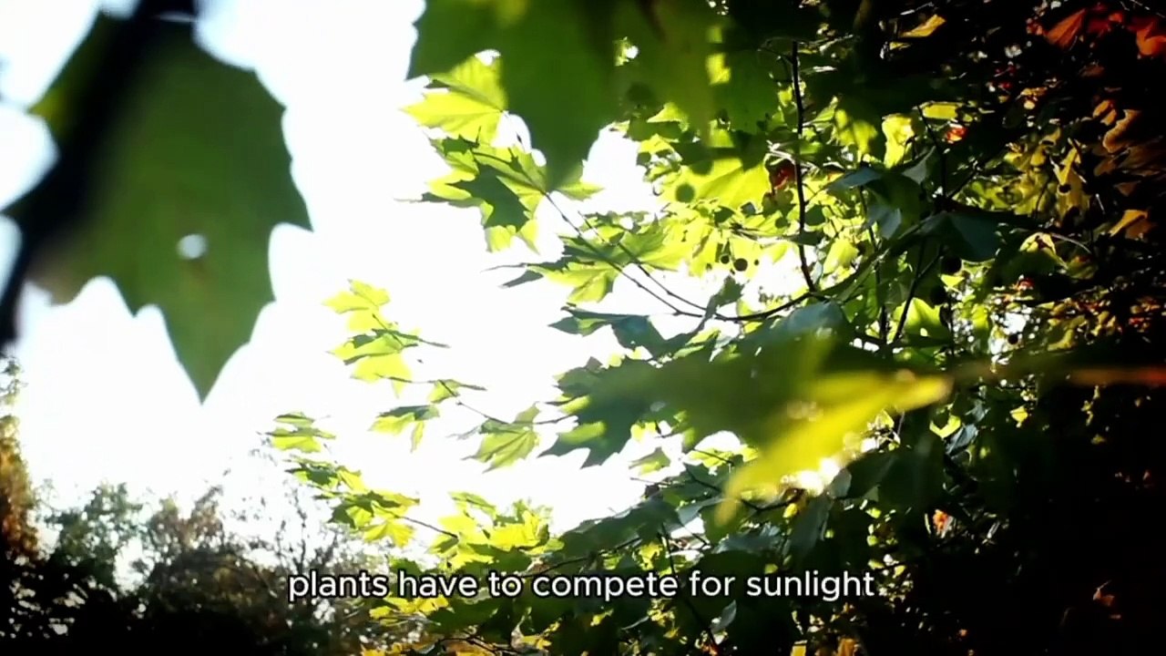 How Do Plants Survive In Jungle_ #how plants survive #secretsofthejungle #adventurezone