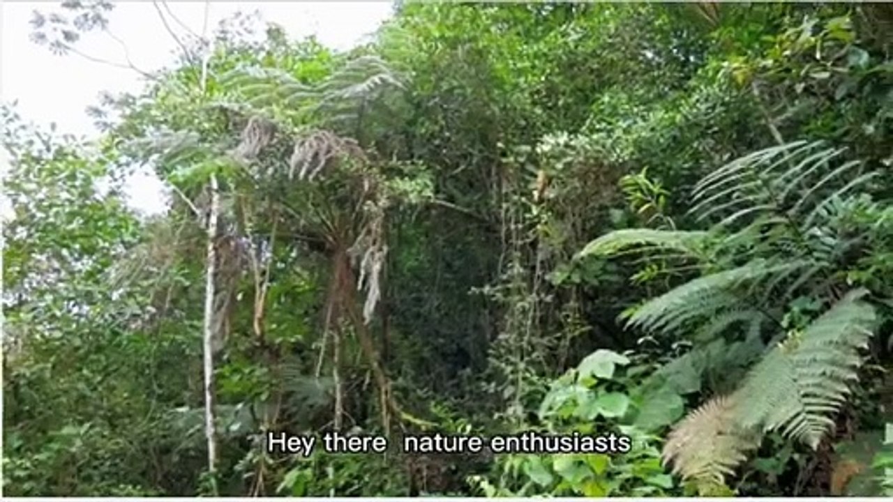 What’s Hiding Under the Jungle Floor_  #AdventureZone, #JungleSecrets, #HiddenWorlds