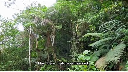 What’s Hiding Under the Jungle Floor_  #AdventureZone, #JungleSecrets, #HiddenWorlds