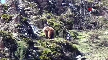 Kış uykusundan uyanan ayılar yiyecek aradı! O anlar kamerada