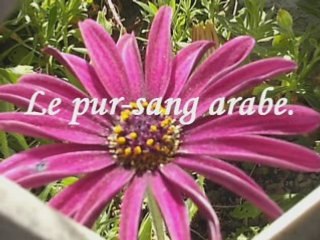 Le pur sang arabe