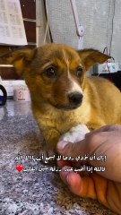 ARBIAN HORSES لا تأذي روحا لايسمع أنينها إلا الله