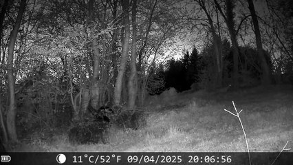 9 avril 2025 chevreuil nocturne