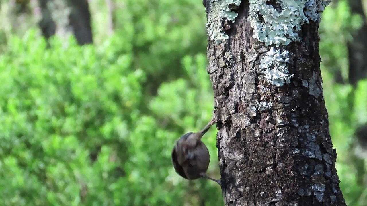 Trepador azul Sitta europaea