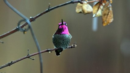 11330552-hd_1920_1080_24fps