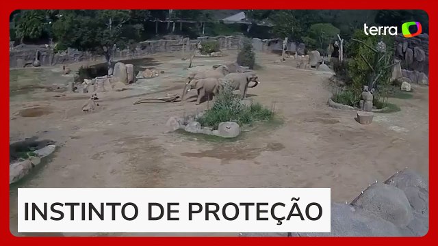 Elefantes formam círculo para protegerem filhotes durante terremoto nos EUA