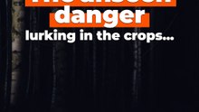 Something Was Following Us in the Crops… But It Wasn’t Daniela