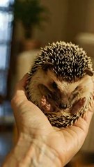 ЕЖИ НЕ ХОТЯТ в Умру.  А ты! #шортс #тикток #топ #книгасудей #напоминание