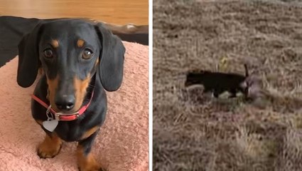 Missing dashchund Valerie spotted after more than 500 days at large on Kangaroo Island