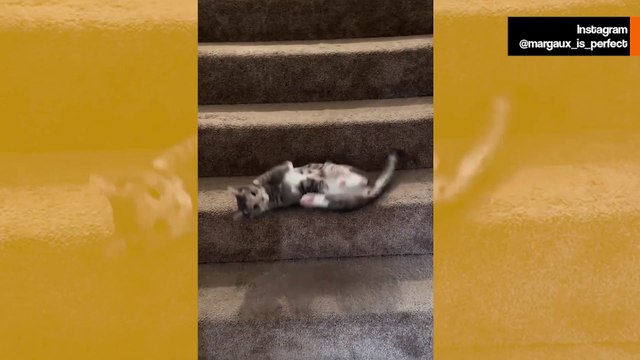 Hysterisk video: katt hittar det mest bisarra sättet att gå nerför trappan
