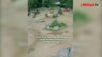 ABD'de filler, deprem sırasında ‘uyarı çemberi’ oluşturdu