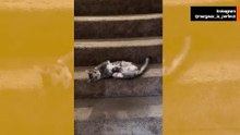 Komik video: kedi merdivenlerden inmenin en garip yolunu buldu