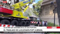 🐘💗 LA ELEFANTA PUPI PUDO COMENZAR SU VIAJE HACIA UN SANTUARIO DE BRASIL