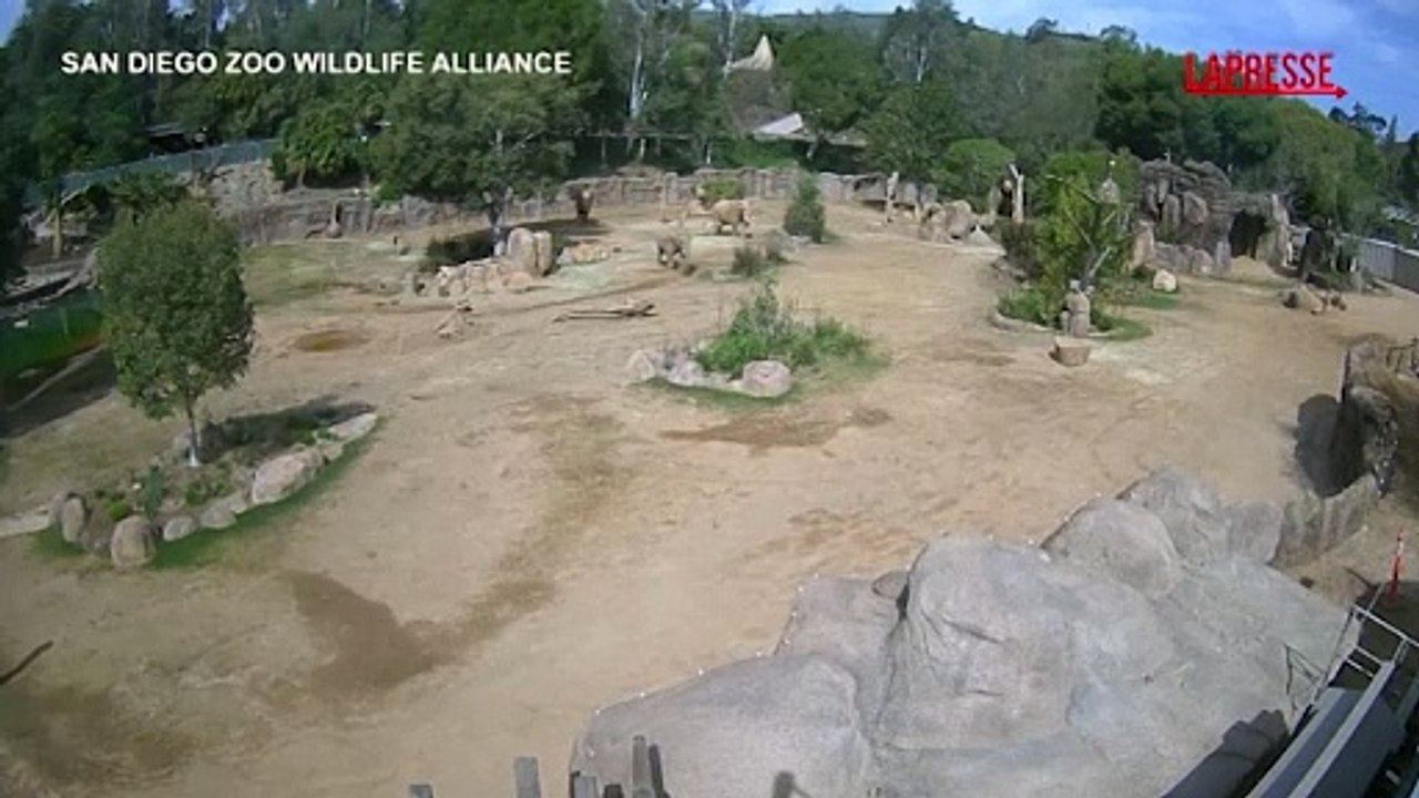 Sisma California, allo zoo di San Diego gli elefanti proteggono i loro piccoli