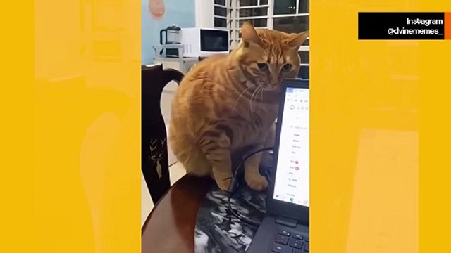 Hysterisk video: ägare stoppar katter från att begå “brott” för att de inte ska tigga om förlåtelse sen