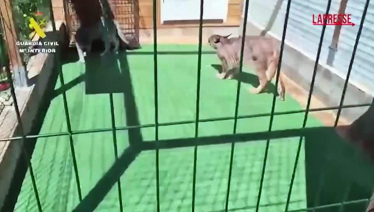 Spagna, a Maiorca smantellata una rete di trafficanti di felini