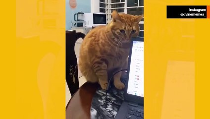 Video esilarante: i padroni fermano i gatti prima che commettano “crimini” per poi chiedere l’amnistia