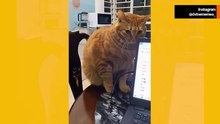 Video esilarante: i padroni fermano i gatti prima che commettano “crimini” per poi chiedere l’amnistia