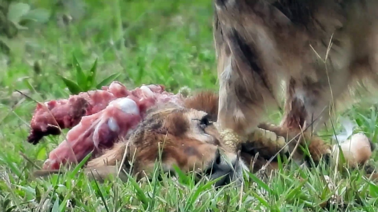 Tawny Eagle Takes Down Its Prey for a Meal || Tanzania Safari Documentaries