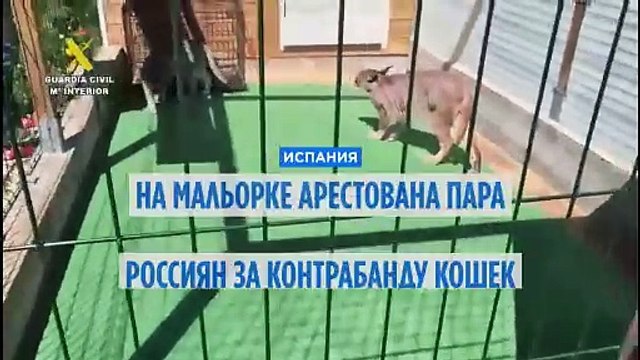 В Испании арестована пара россиян, занимавшихся контрабандой экзотических кошек через Беларусь