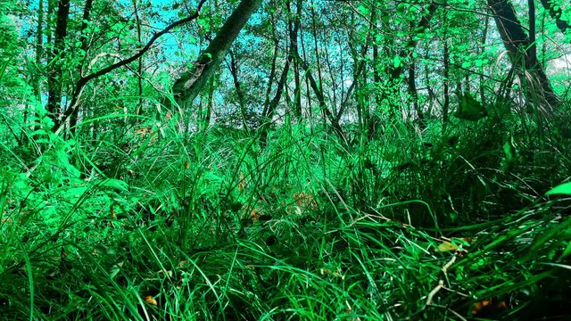 Wind Sounds And Birdsong In The Wetlands Wild Nature Relaxation 4K