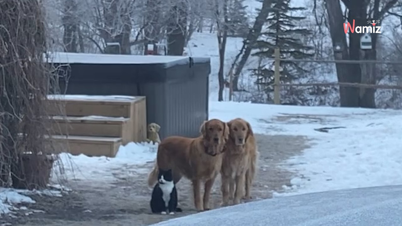 Frau filmt zwei Hunde und eine Katze und ringt plötzlich mit der Fassung (Video)