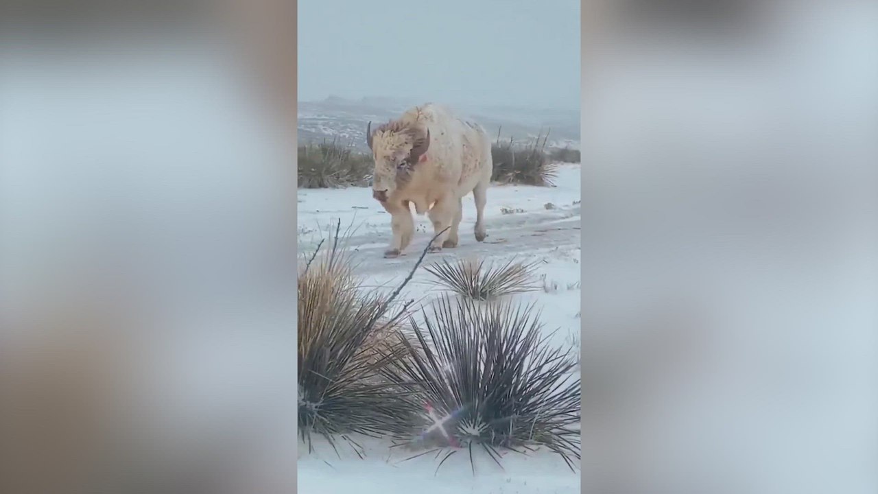 Capta una especie de bisonte la cual aparece en uno de cada 10 millones