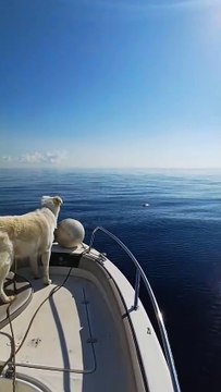 Tartaruga caretta caretta ingerisce plastica, salvata a Lipari