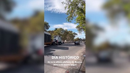 Pupy, la Última Elefanta del Ecoparque de Buenos Aires, Deja el Lugar 🐘