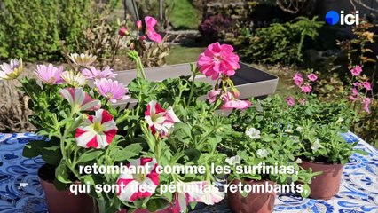 Roland Motte, jardinier : préparez vos balconnières pour l'été