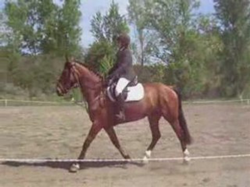 CCE Dressage