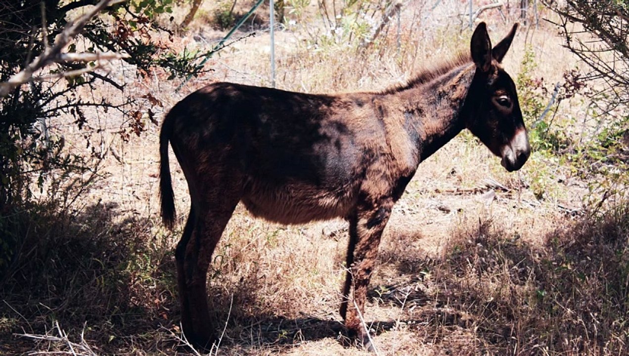“Resiliencia”: mula que perdió una pata al caer en mina antipersonal ya puede caminar con una prótesis