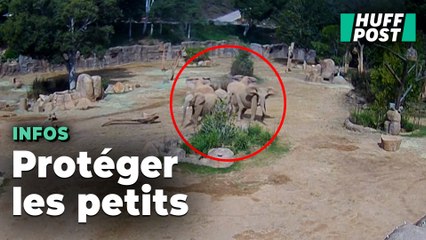 Ces éléphants ont formé un « cercle de protection » en plein séisme en Californie