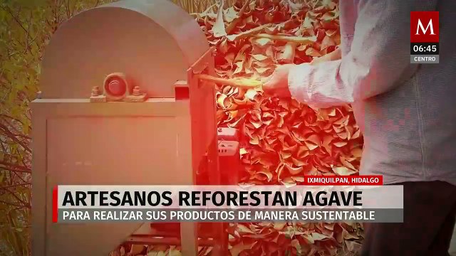 Artesanos reforestan agave para hacer productos sustentables en Ixmiquilpan, Hidalgo