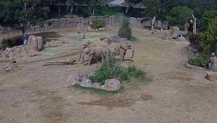 Watch Elephants Instinctively Protect Their Young in Heartwarming Clip After 5.2-Magnitude Earthquake Hits San Diego