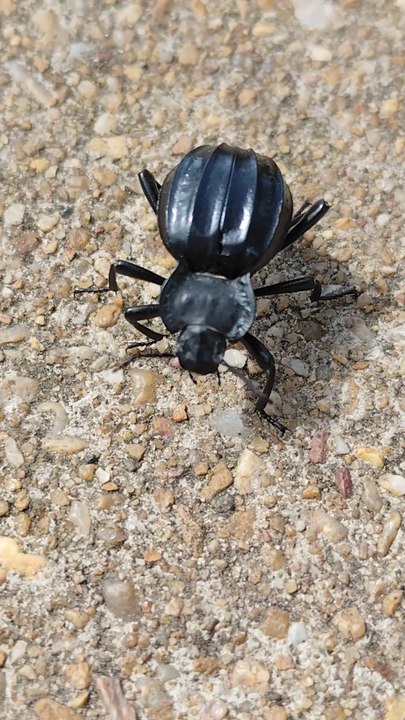 Black beetle Stenocara gracilipe