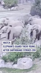 Watch: Elephants Guard Their Young After Earthquake Strikes Zoo