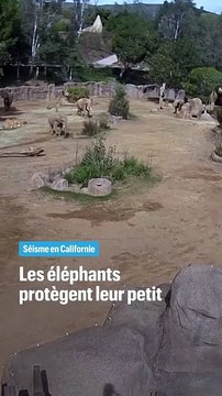 Les éléphants d'un zoo protègent leur petit lors d'un séisme en Californie