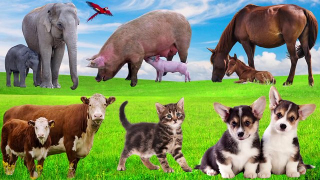 Cute Animals and Pets : Cow, Dog, Cat, Pig, Sheep, Chicken, Duck, Elephant, Horse - Cute Pet Sounds