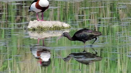 Morito común Plegadis falcinellus Laguna de Navaseca y Arrocampo 2ª Parte