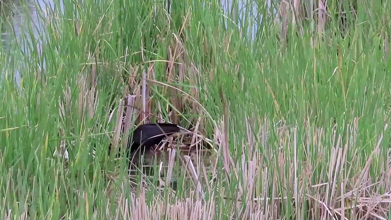 Morito común Plegadis falcinellus Laguna de Navaseca y Arrocampo 1ª Parte