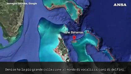 L'IA di Google per decifrare la comunicazione dei delfini