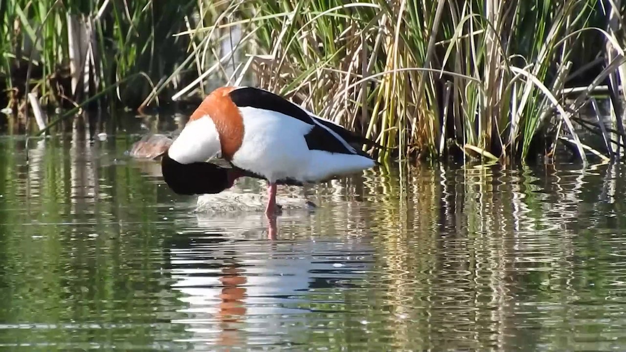 Tarro blanco Tadorna tadorna Laguna de Navaseca