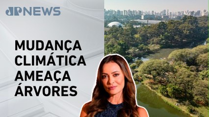 Ipês e jequitibás podem desaparecer das florestas, aponta estuda da Unicamp; Patrícia Costa analisa