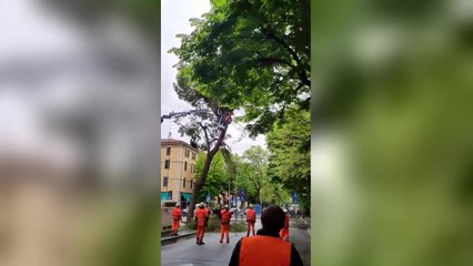 Bologna, il video del taglio degli alberi in viale Oriani. Il sindaco: «Quando sono pericolosi vanno abbattuti»