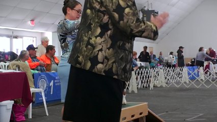 Watch These Adorable Basset Hounds Compete at Ventura Dog Show!