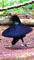 "Funniest Animal Videos 2025 | Non-Stop Laughs!"